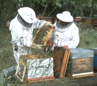 Pas d'apiculture sans un minimum de formation